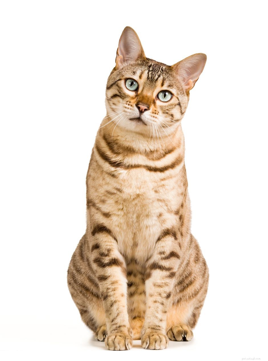 Effective Tapeworm Treatment for Cats: Safe & Proven Methods