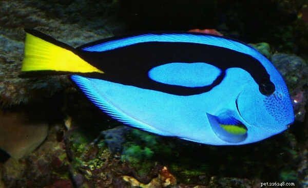 4 Reef‑Safe Algae‑Eaters That Protect Corals & Keep Tanks Spot‑Clean
