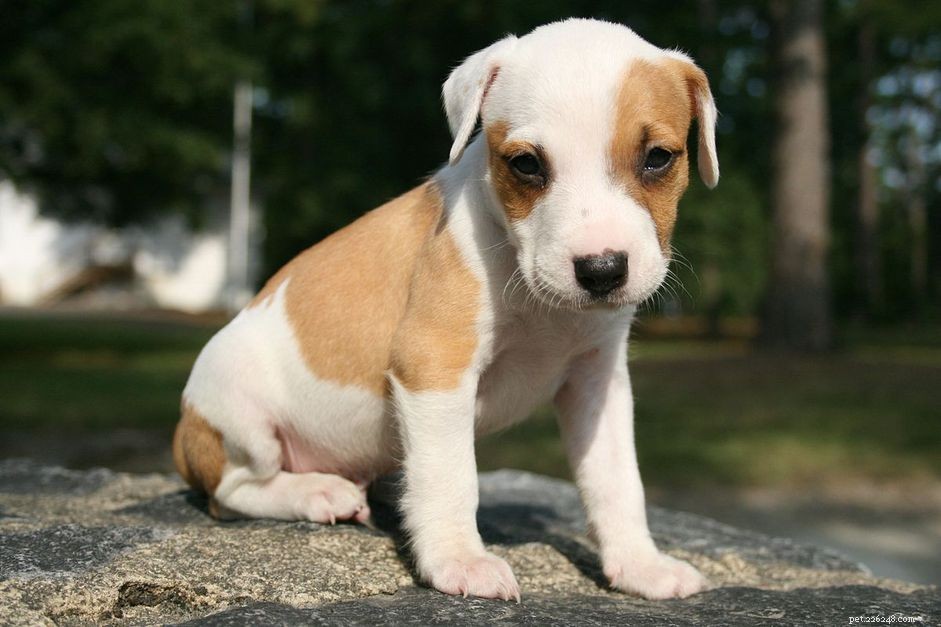 Guide to Easing Puppy Pain: Quick Steps for Owners