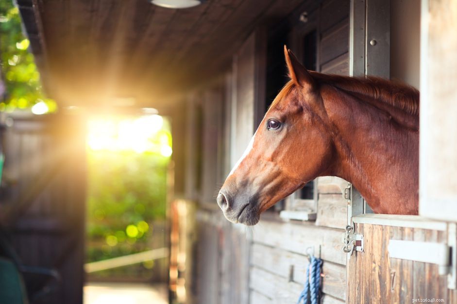 The Science Behind a Horse s Vision: What We Know
