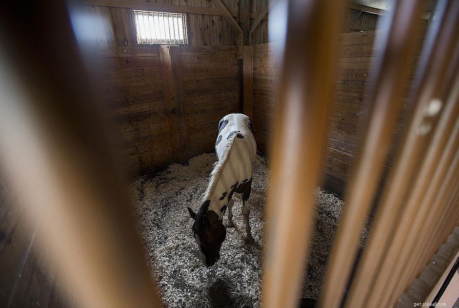 Stop Stall & Fence Walking in Horses: Causes, Effects, and Proven Solutions
