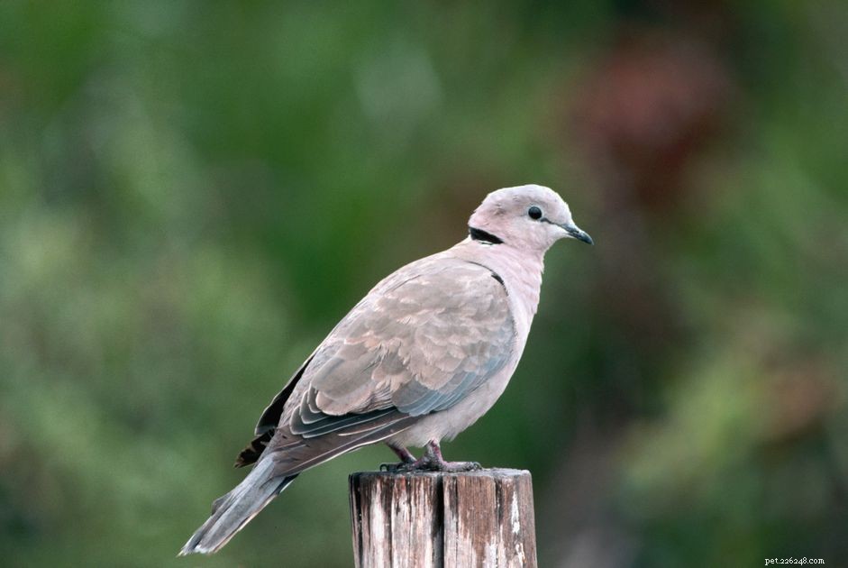 Ring‑Necked Dove (White Dove): A Friendly, Long‑Lived Pet Bird
