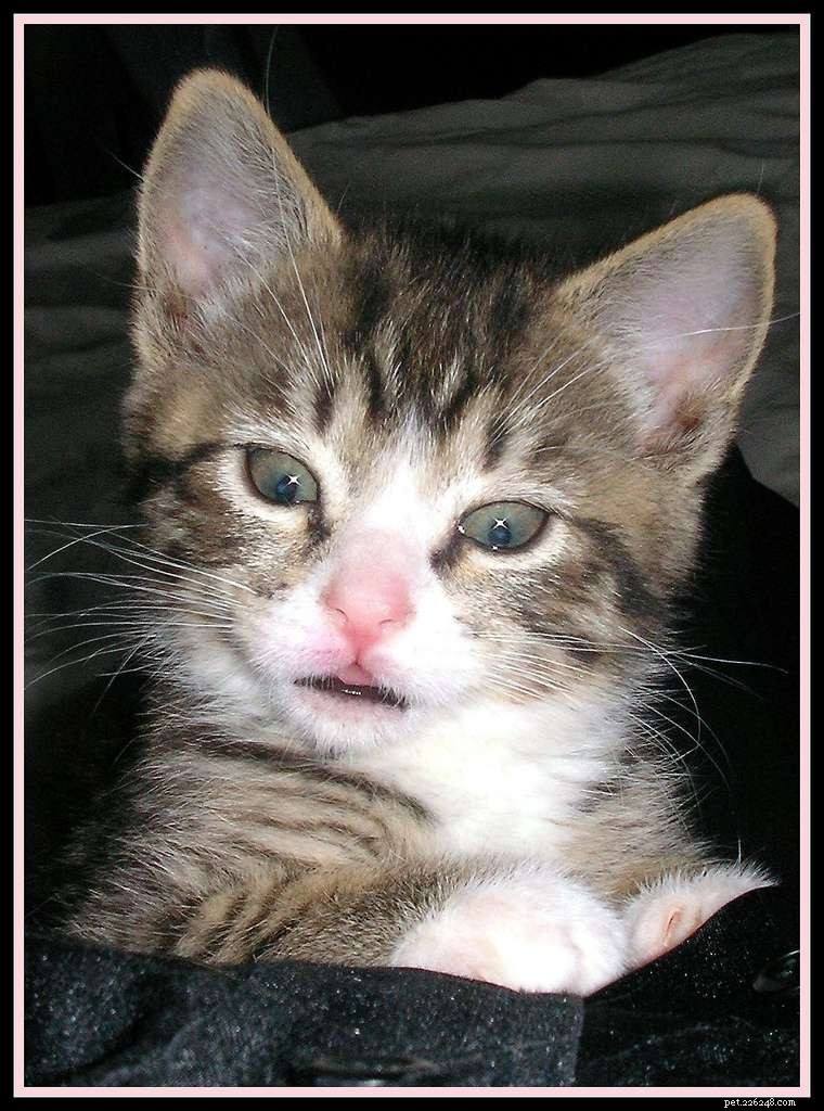 Understanding and Managing Feline Asthma: Symptoms, Diagnosis, and Care
