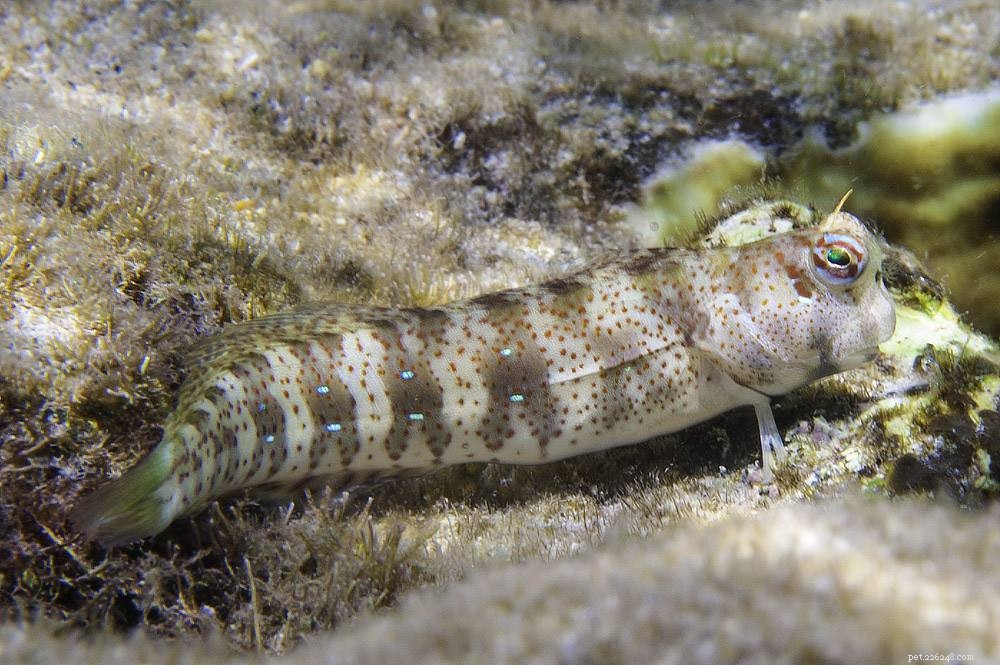 Explore Stunning Saltwater Aquarium Fish Photos – A Curated Gallery