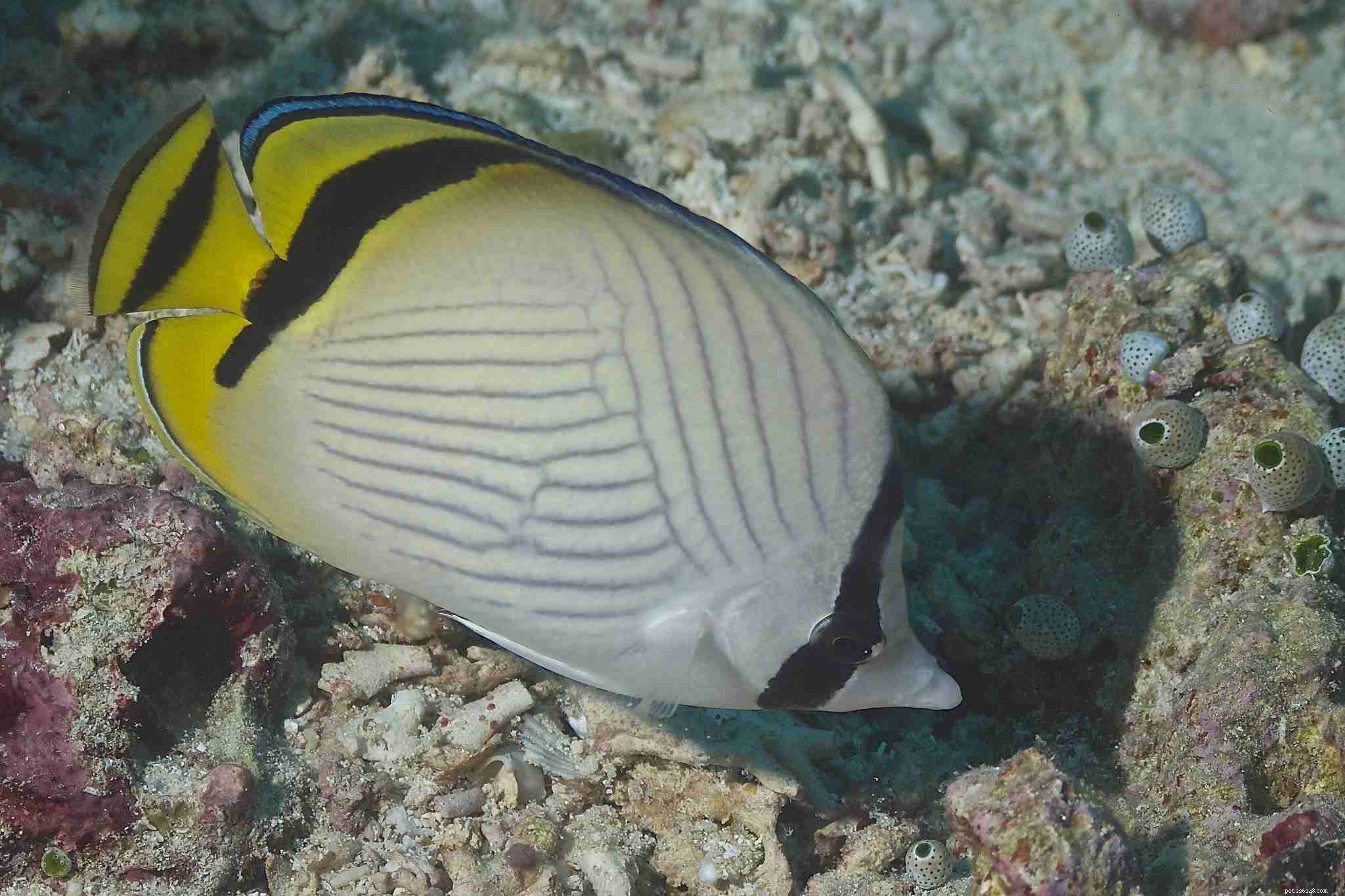 Explore Stunning Saltwater Aquarium Fish Photos – A Curated Gallery