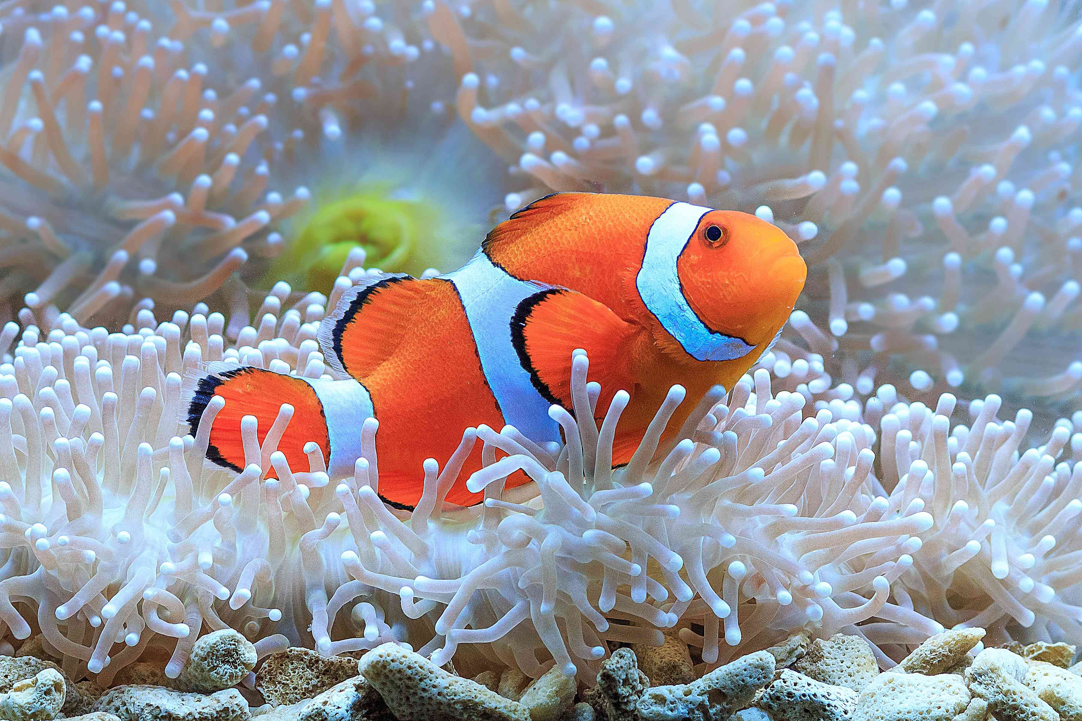 Explore Stunning Saltwater Aquarium Fish Photos – A Curated Gallery