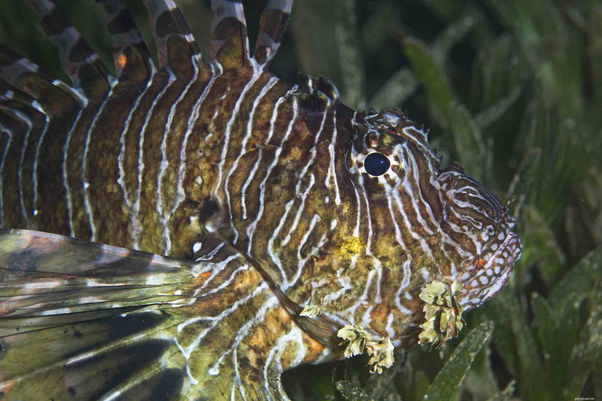 Explore Stunning Saltwater Aquarium Fish Photos – A Curated Gallery