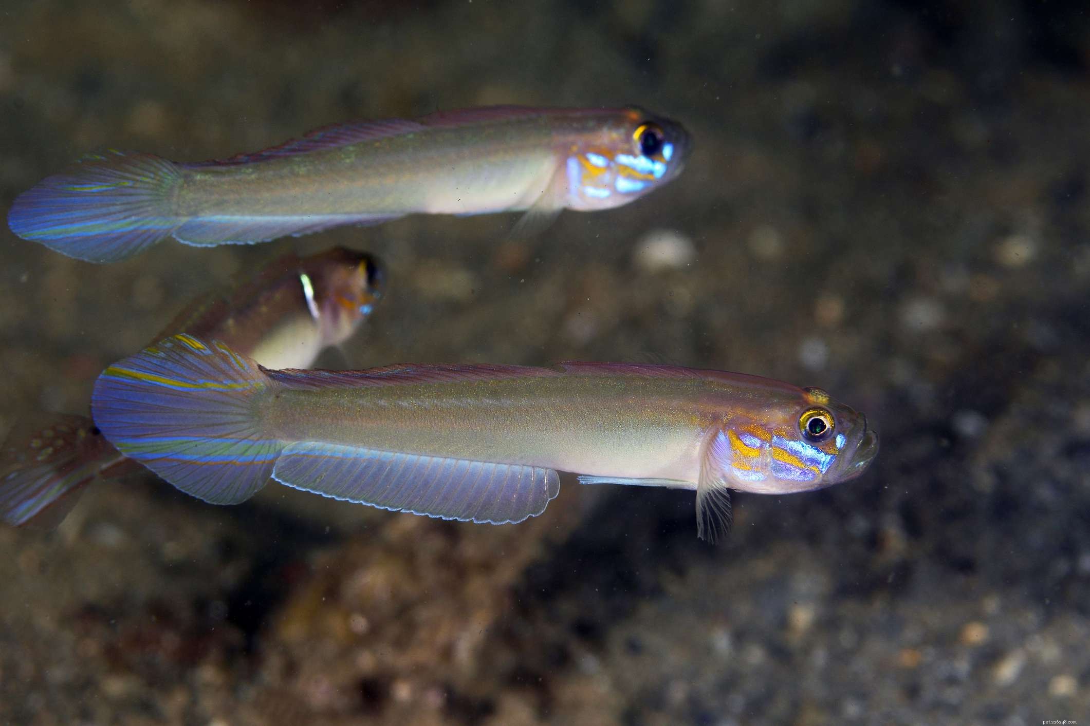 Explore Stunning Saltwater Aquarium Fish Photos – A Curated Gallery