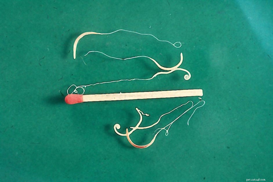 Understanding Whipworm Infections in Dogs: Symptoms, Diagnosis, and Treatment