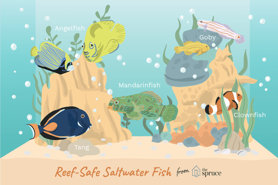 Reef‑Safe Saltwater Fish: A Trusted Guide for Reef Aquarium Owners