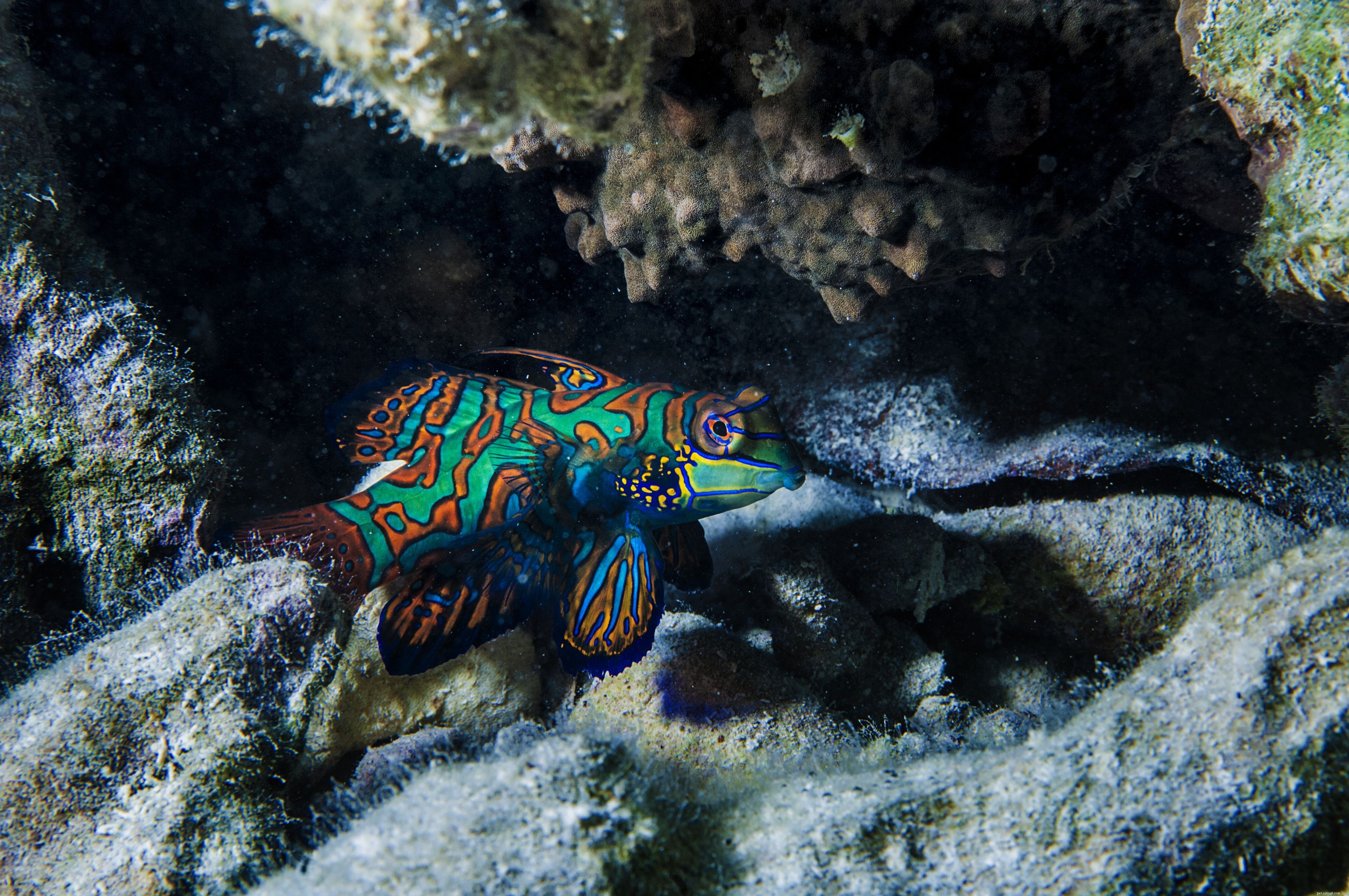Reef‑Safe Saltwater Fish: A Trusted Guide for Reef Aquarium Owners