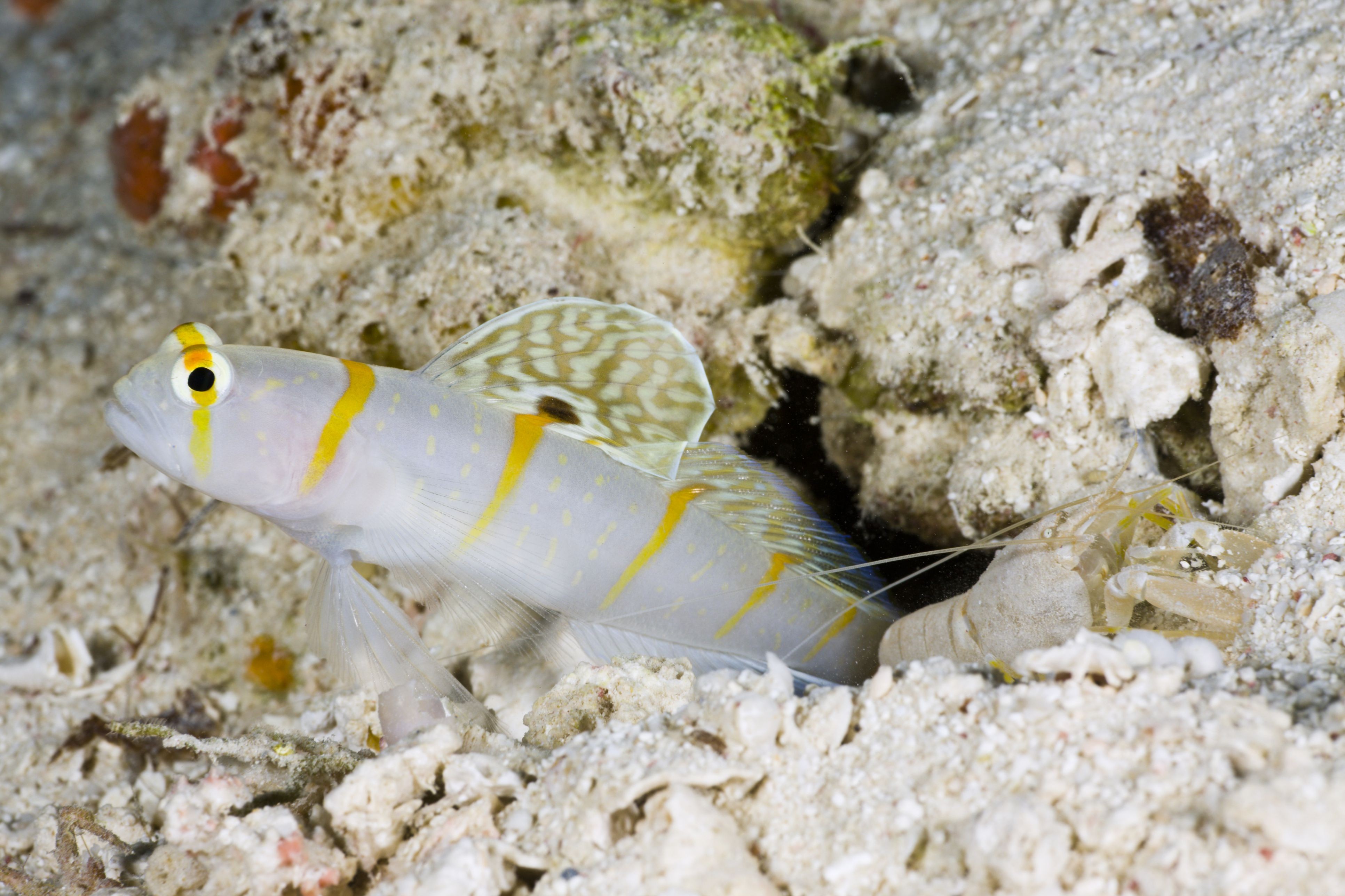 Reef‑Safe Saltwater Fish: A Trusted Guide for Reef Aquarium Owners