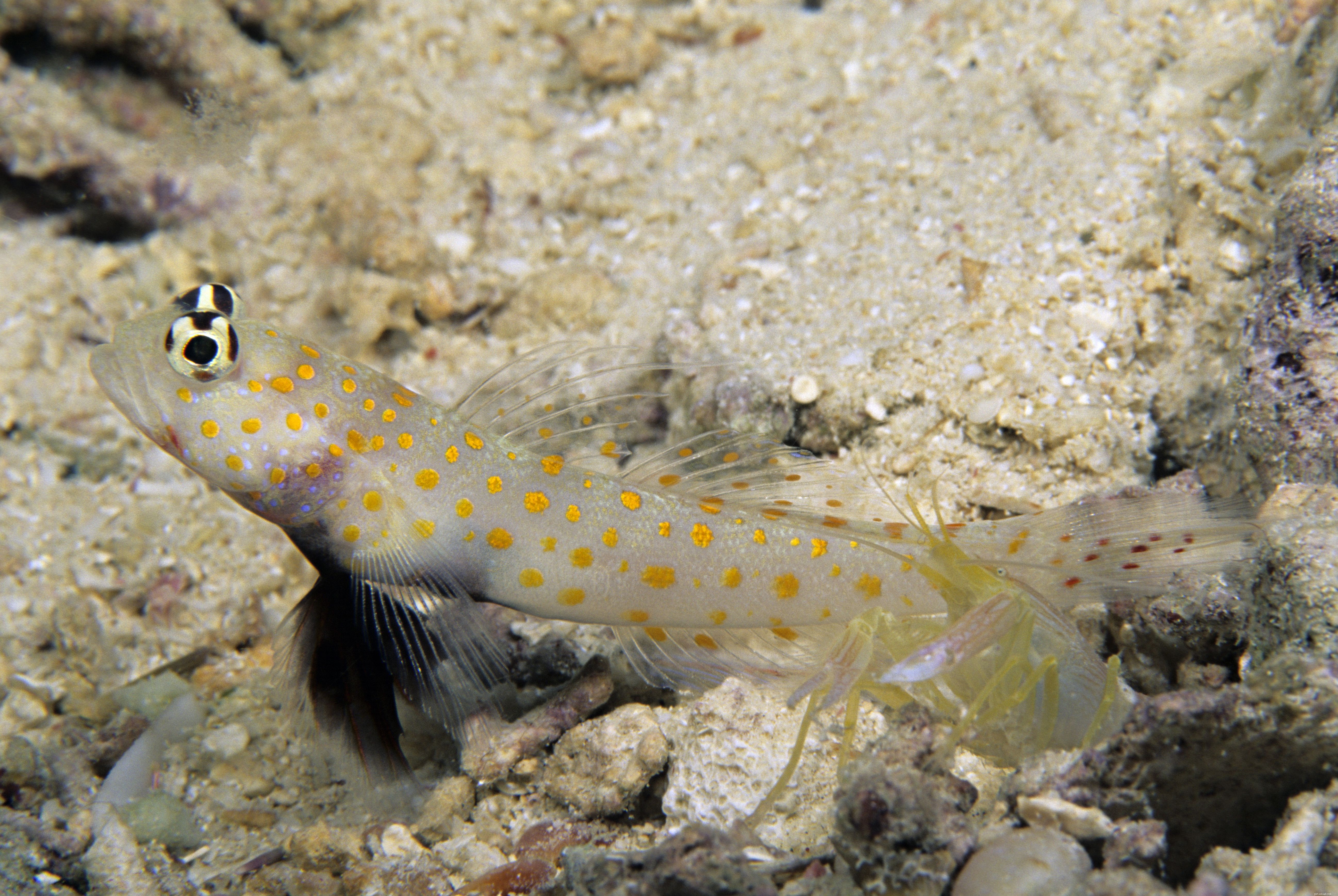 Reef‑Safe Saltwater Fish: A Trusted Guide for Reef Aquarium Owners