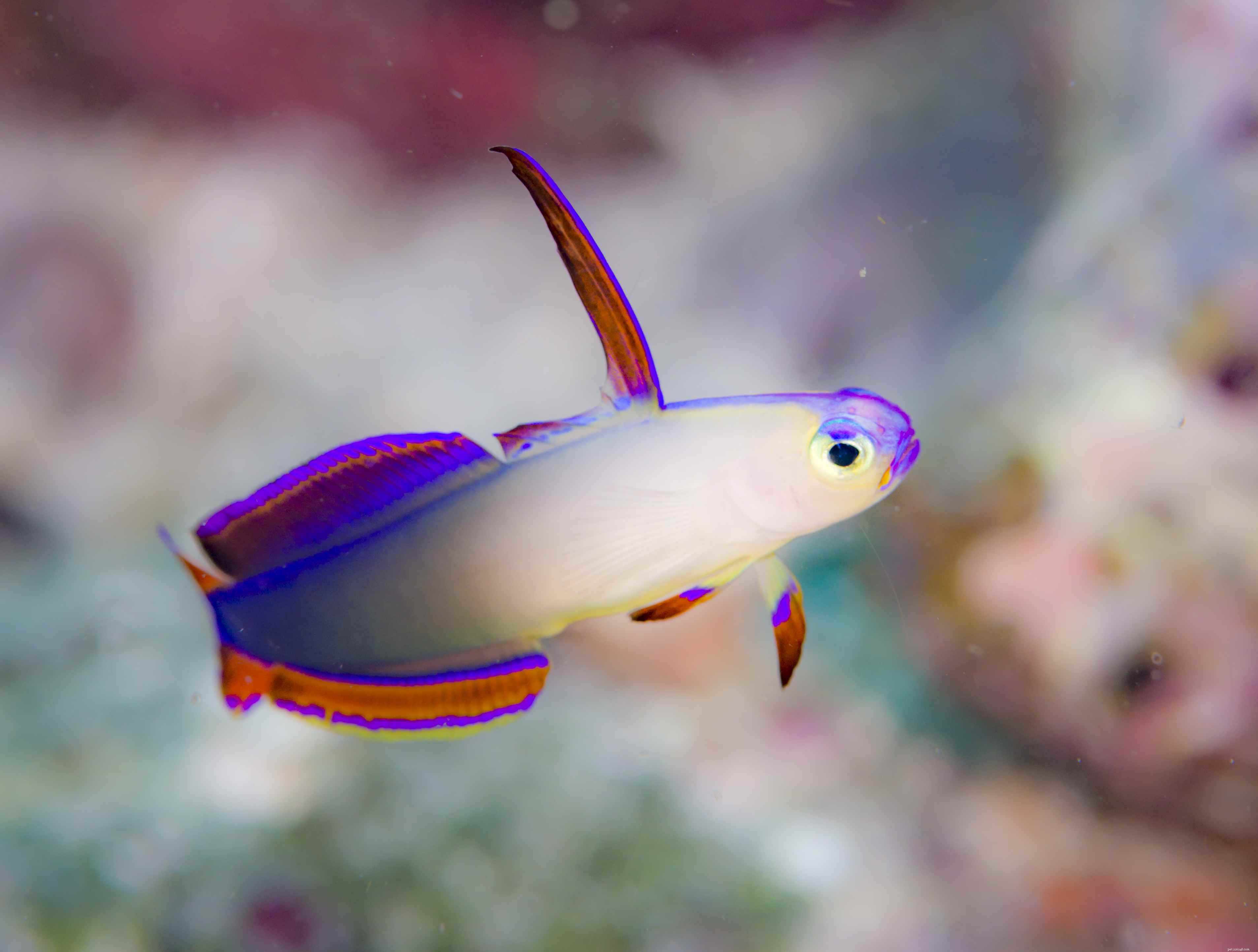 Reef‑Safe Saltwater Fish: A Trusted Guide for Reef Aquarium Owners