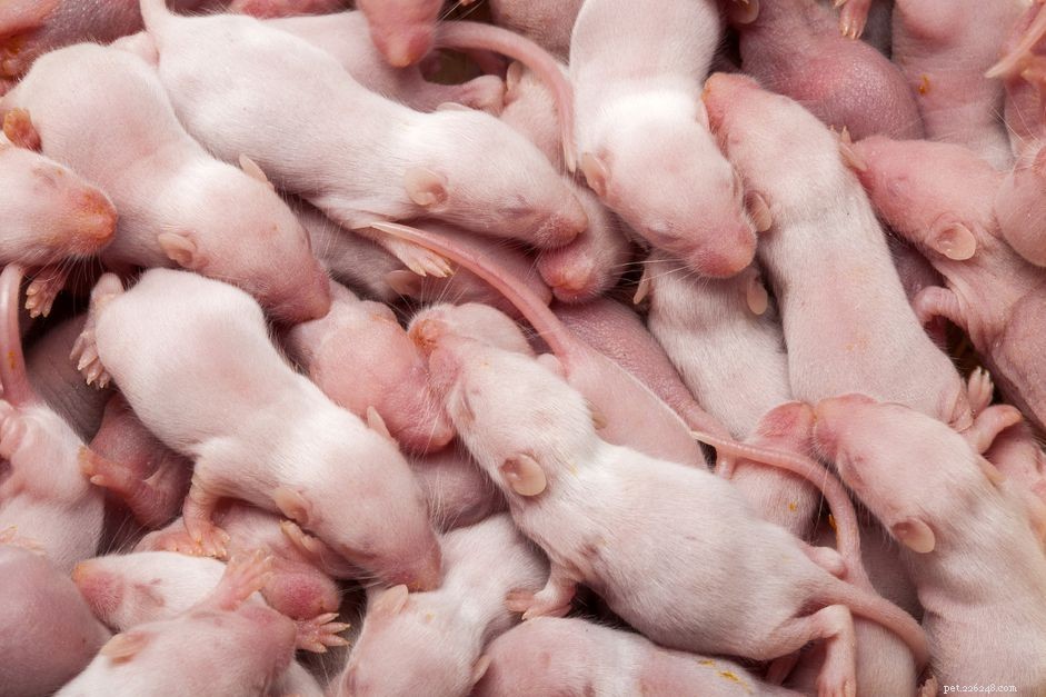 How to Care for Your Mouse After Birth: A Step-by-Step Guide