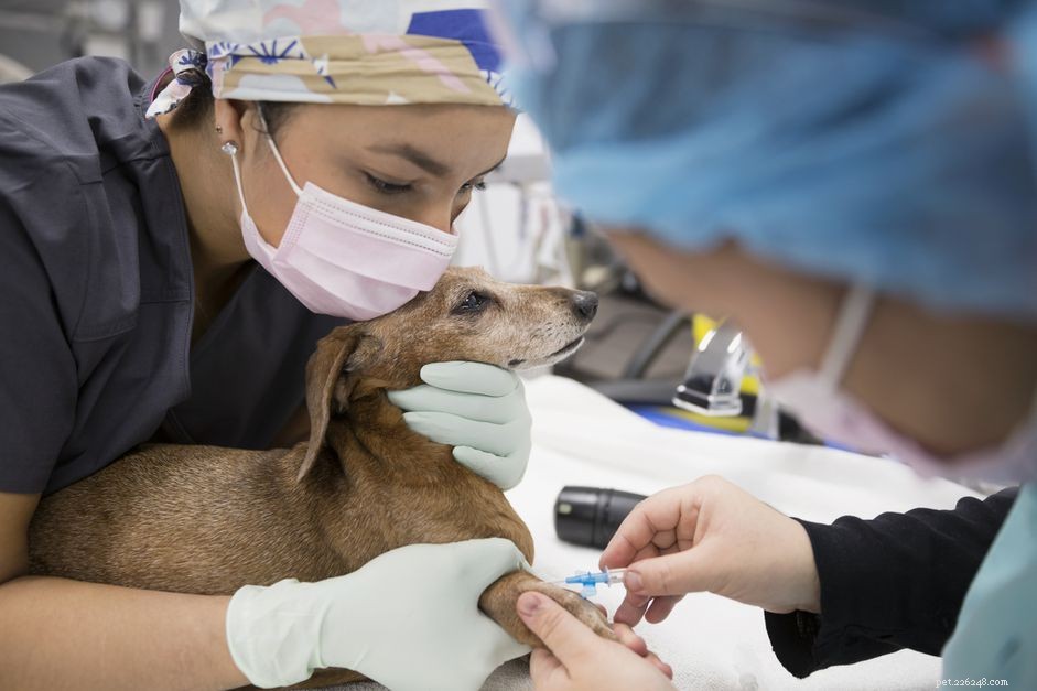 Hookworms in Dogs: Symptoms, Prevention, and Treatment
