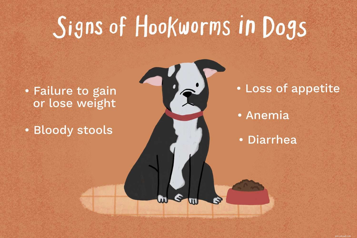 Hookworms in Dogs: Symptoms, Prevention, and Treatment