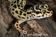 Essential Guide: What Geckos Eat and How to Feed Them