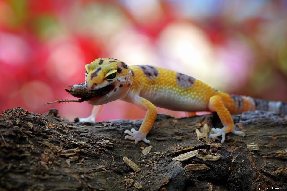 Essential Guide: What Geckos Eat and How to Feed Them