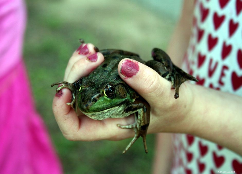 Recognizing and Treating Lumps, Bumps, and Growths in Pet Frogs