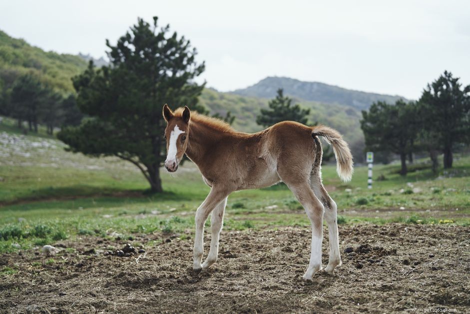 Effective Foal Training: Instilling Obedience & Manners from Birth