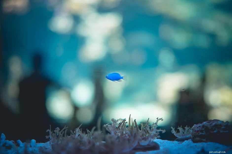 Accurately Measuring GPH Flow in Your Saltwater Aquarium