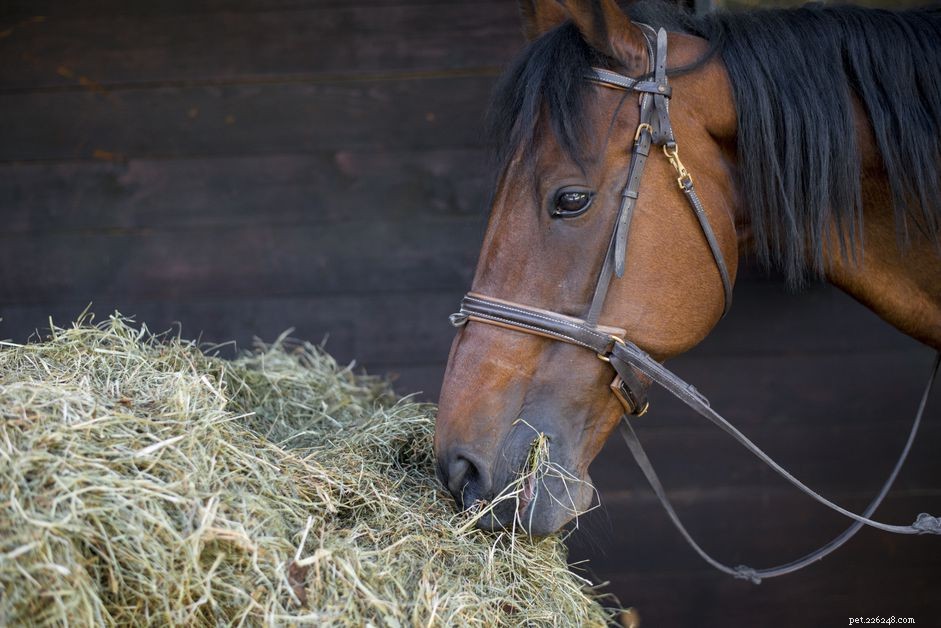 Top Hay Alternatives for Horses: Maintain Health During Shortages