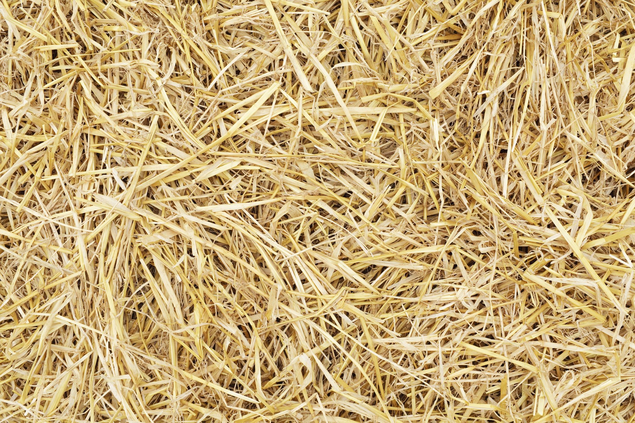 Top Hay Alternatives for Horses: Maintain Health During Shortages