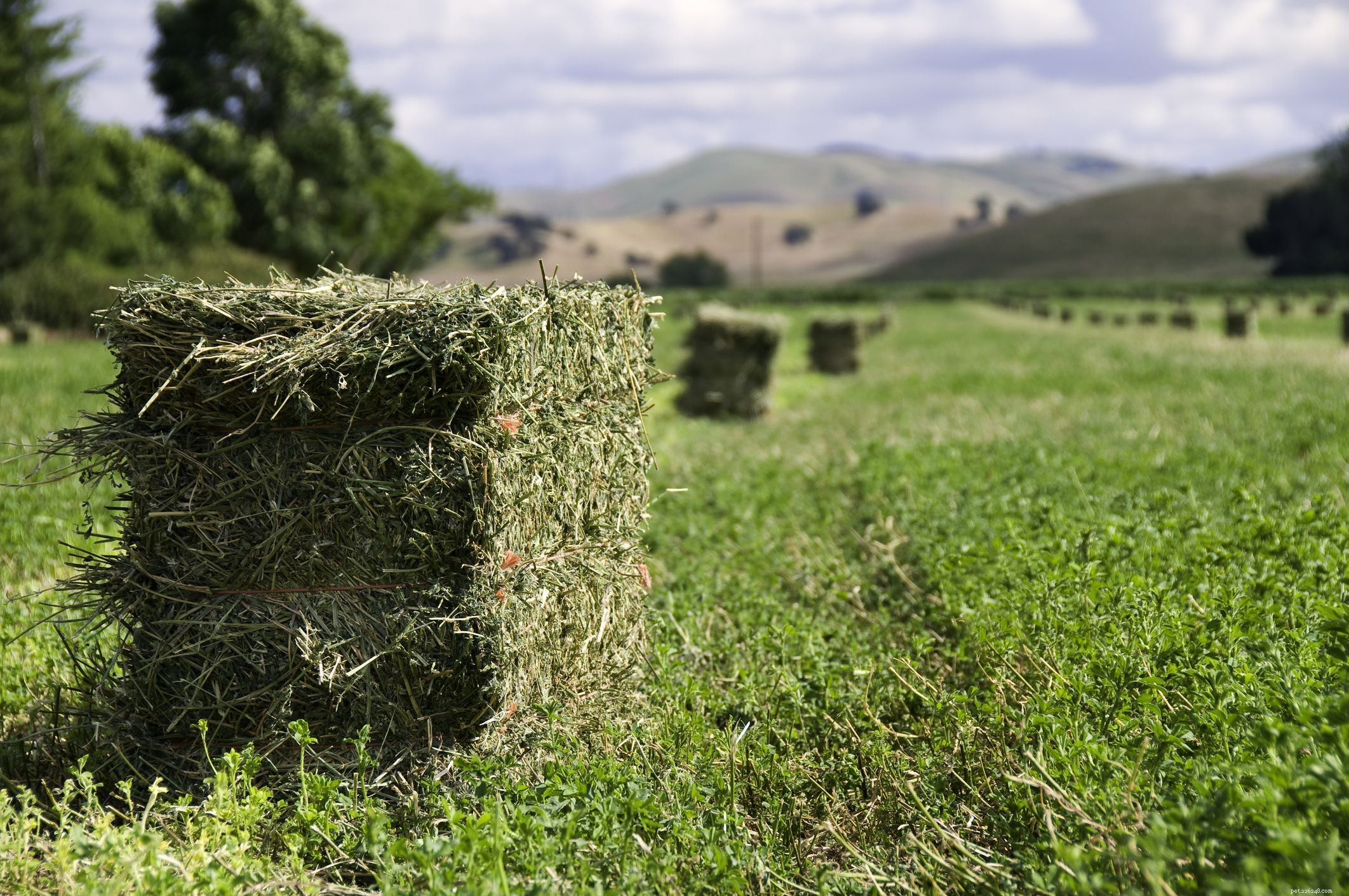 Top Hay Alternatives for Horses: Maintain Health During Shortages