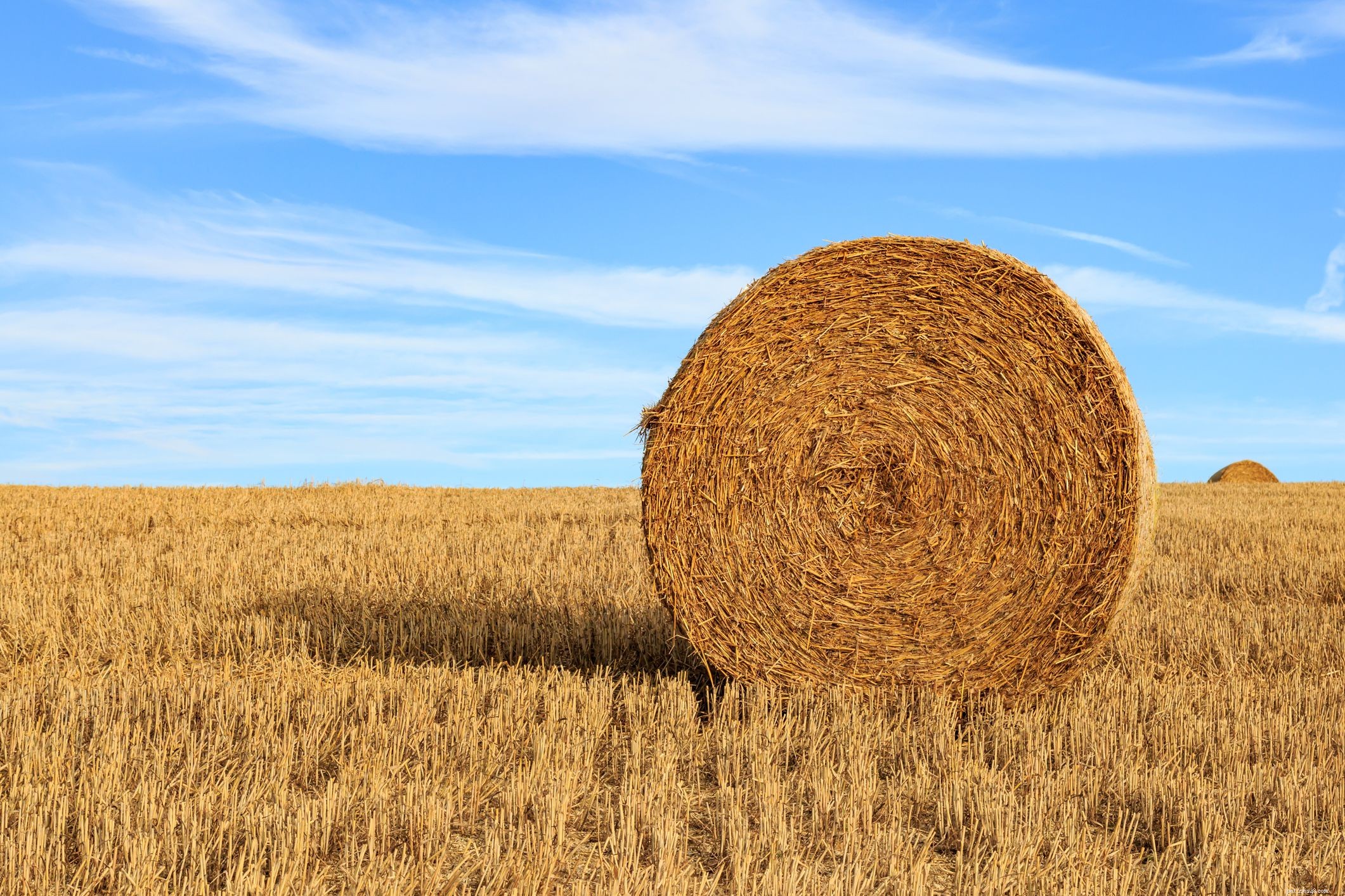Top Hay Alternatives for Horses: Maintain Health During Shortages