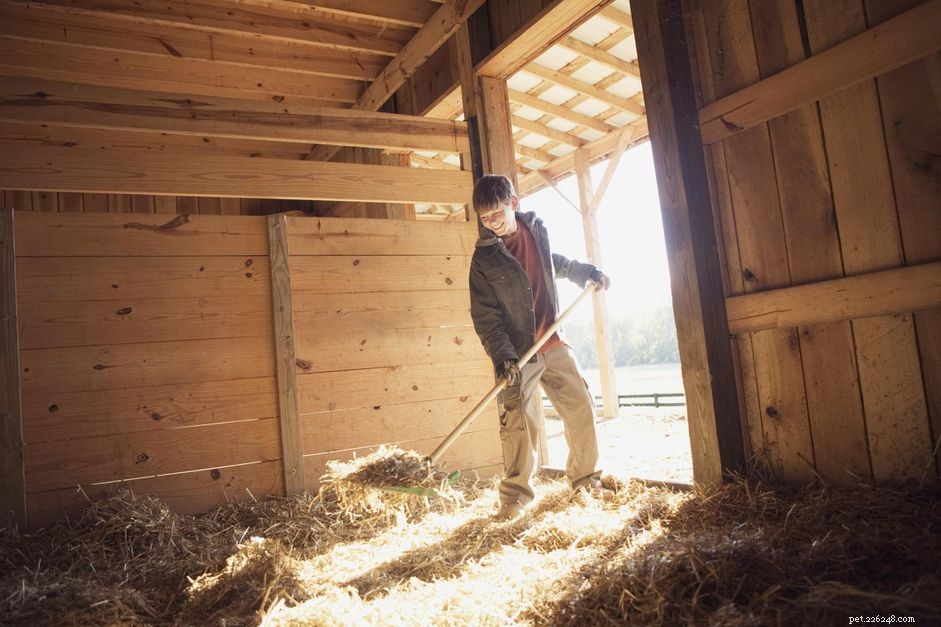 Choosing the Right Bedding for Horse Stalls: Straw, Shavings, and More