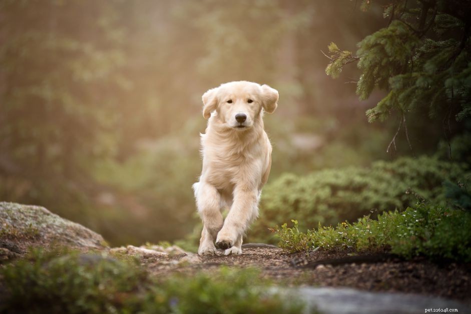 Tick Paralysis in Dogs: Symptoms, Causes, and Prevention