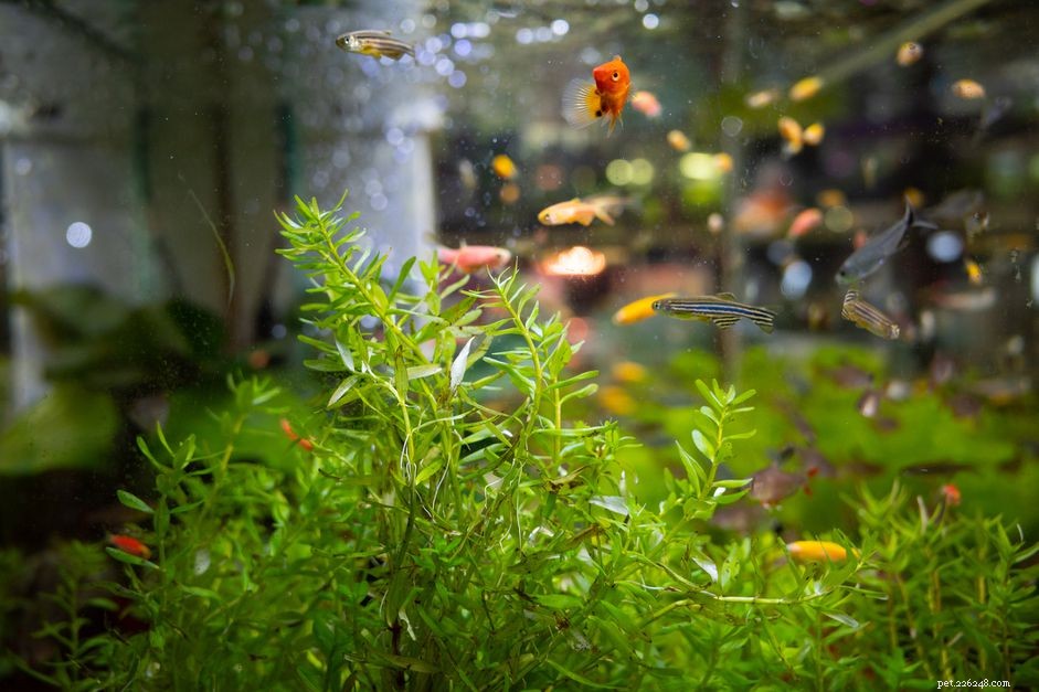 Essential Lighting Guidelines for Thriving Plants in Community Aquariums