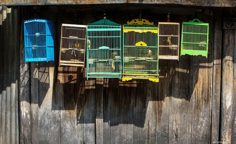 Step-by-Step Guide: Painting Your Bird Cage for Safety & Style