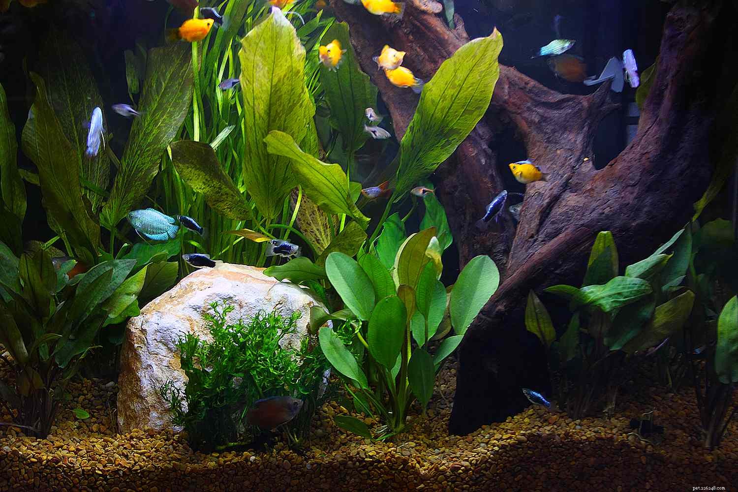 Essential Lighting Guidelines for Thriving Plants in Community Aquariums