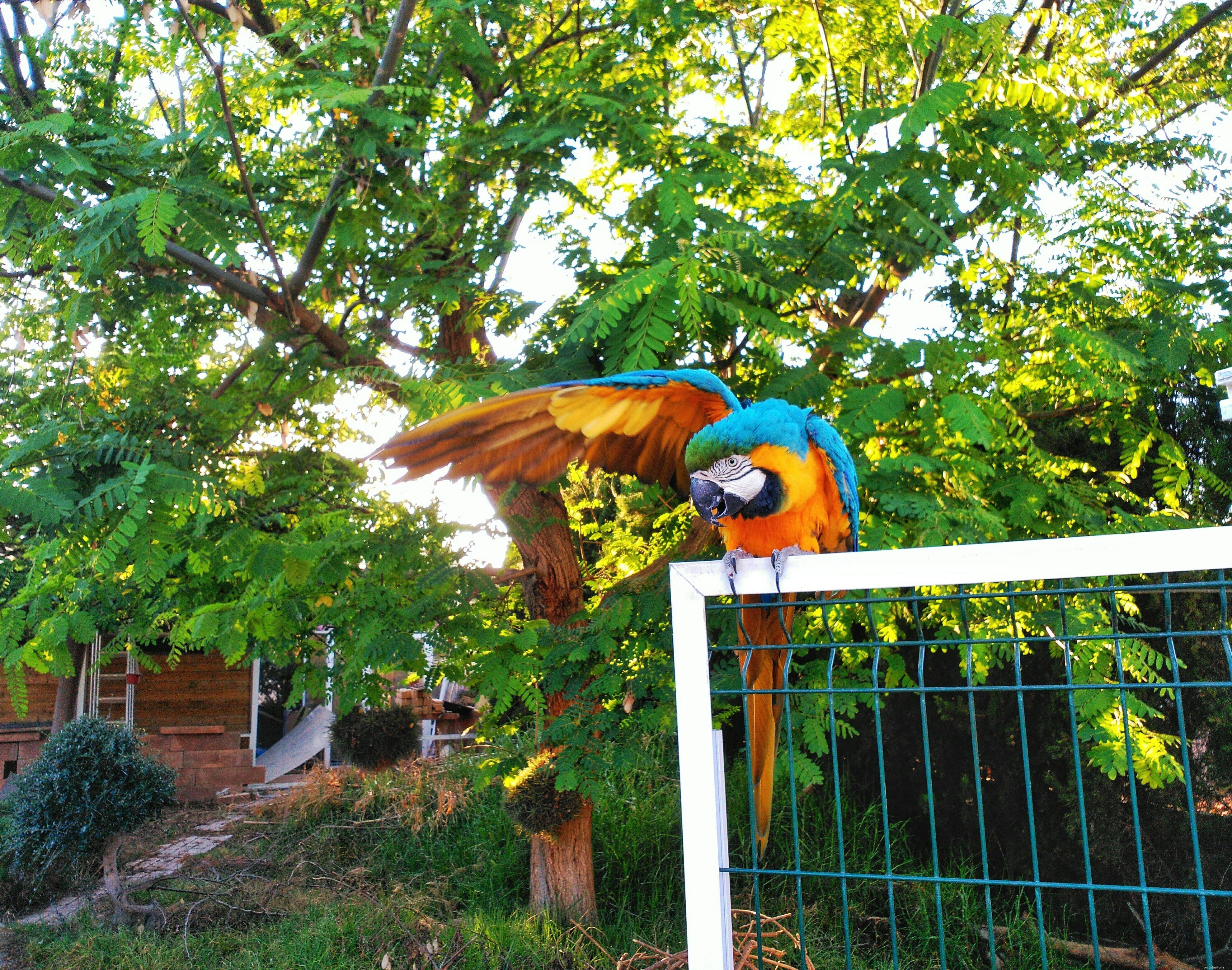 Teach Your Pet Bird Amazing Tricks: A Guide to Showcase Their Intelligence