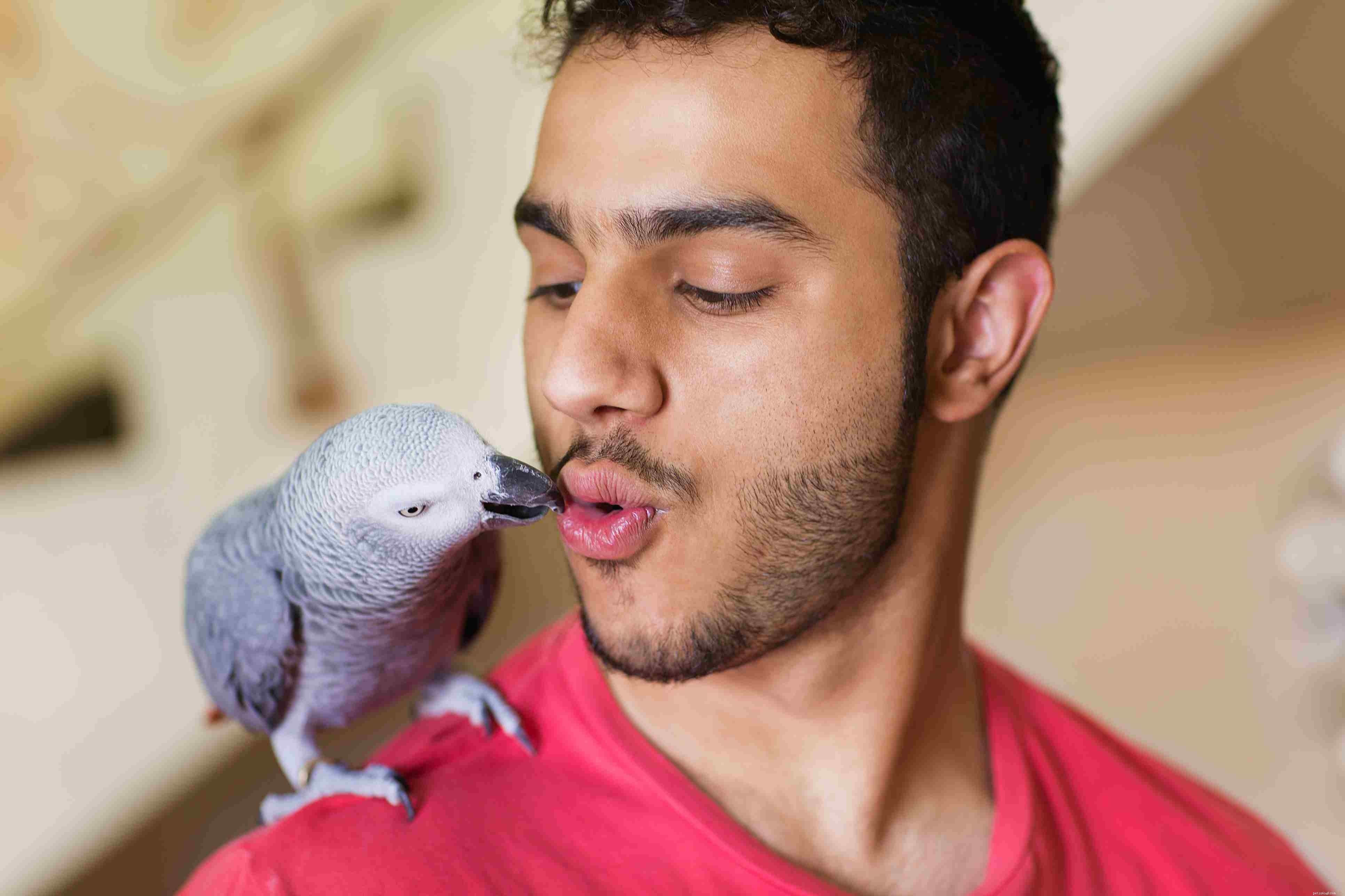 Teach Your Pet Bird Amazing Tricks: A Guide to Showcase Their Intelligence
