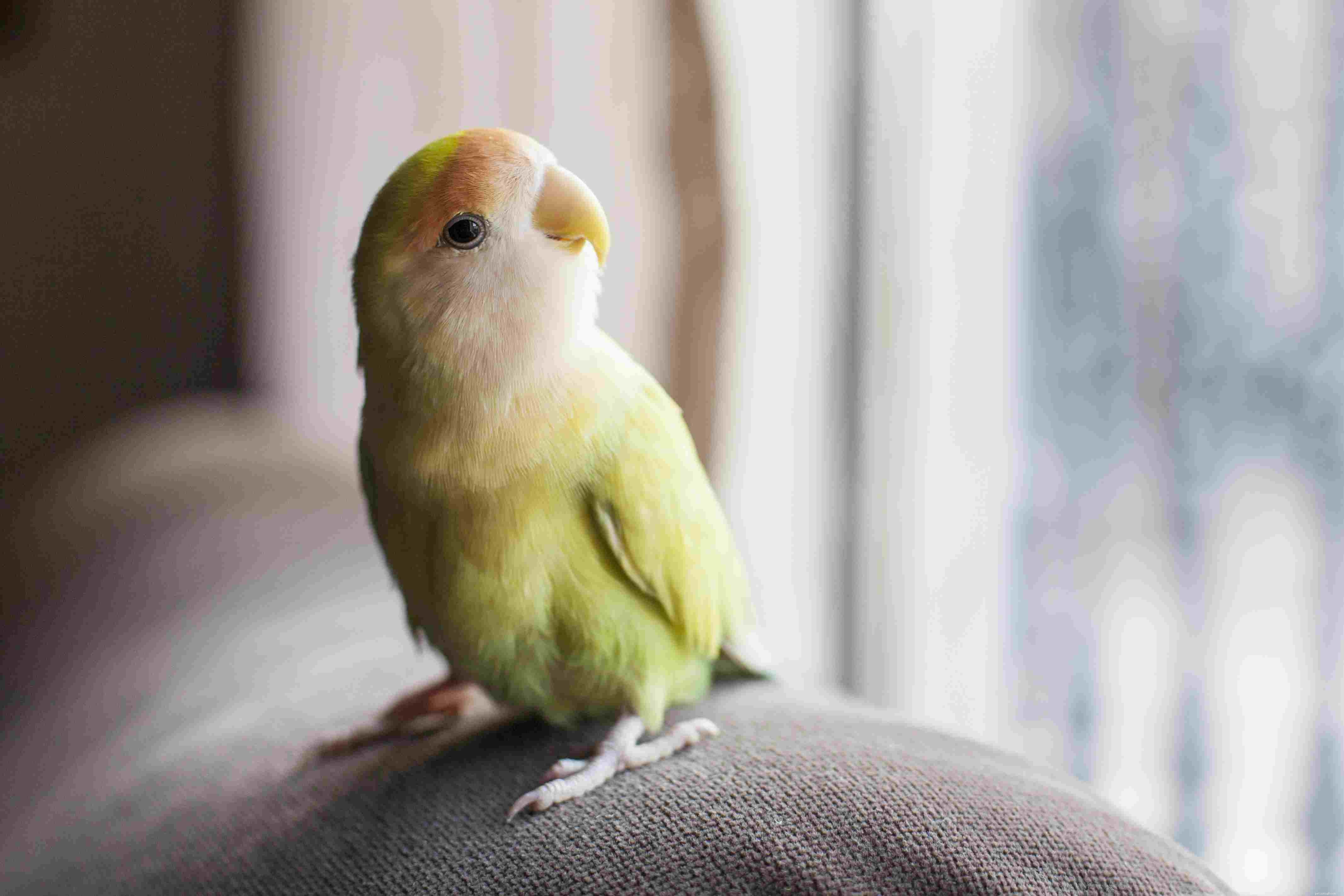 Teach Your Pet Bird Amazing Tricks: A Guide to Showcase Their Intelligence