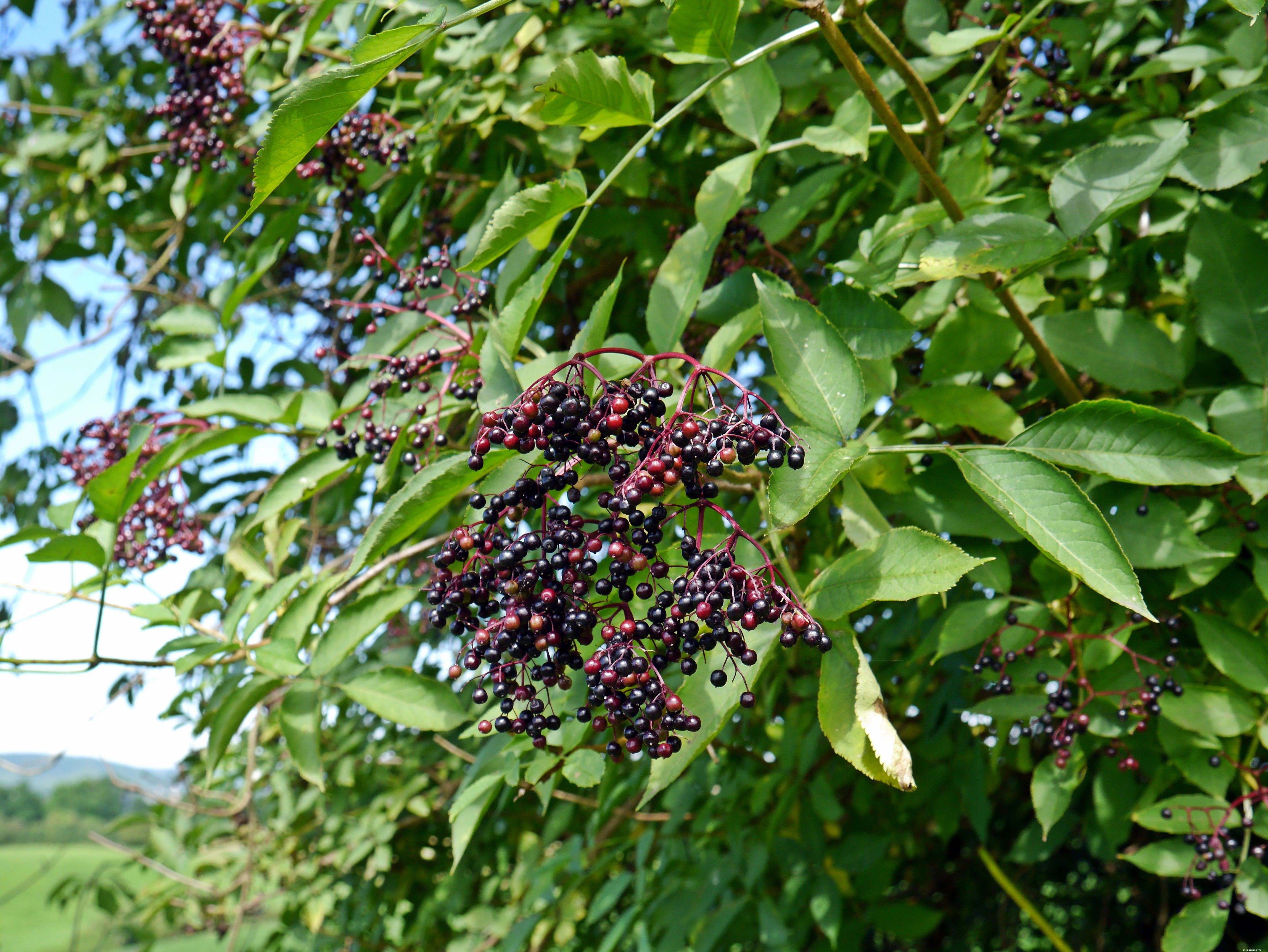 Essential Tree Safety Guide: Avoiding Poisonous Trees in Your Horse s Pasture