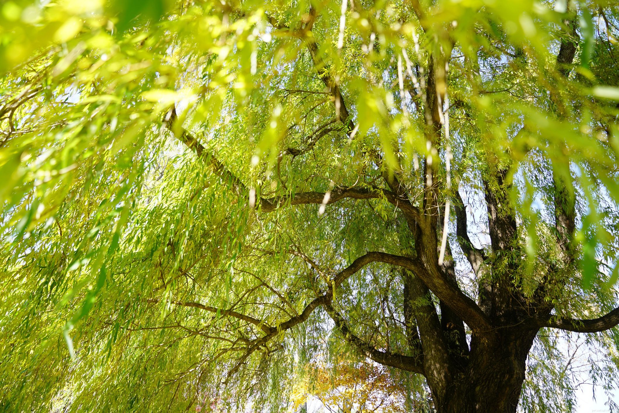 Essential Tree Safety Guide: Avoiding Poisonous Trees in Your Horse s Pasture