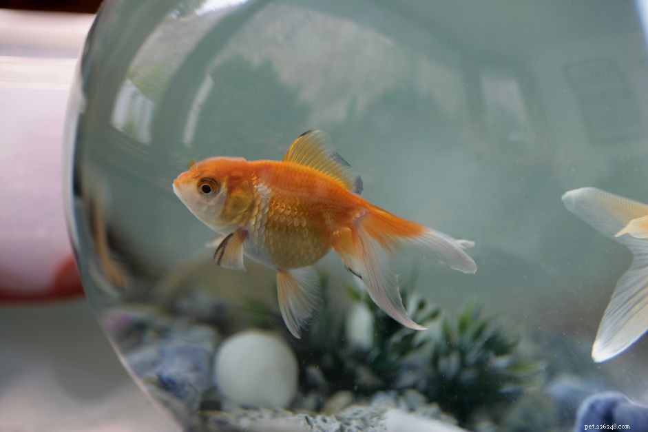 Choosing the Perfect Name for Your Pet Fish