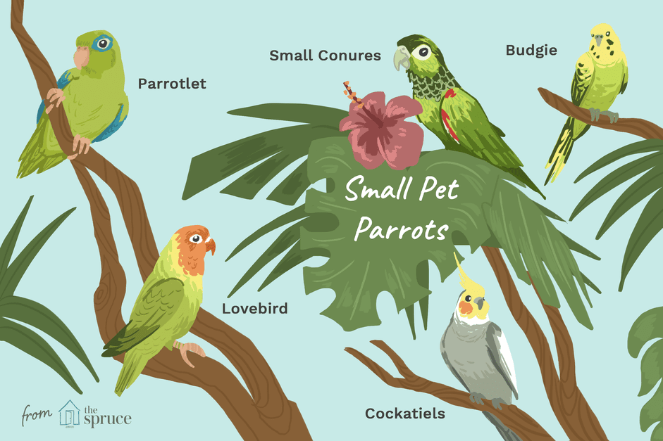 Discover the Top Small Parrot Breeds for Your Home