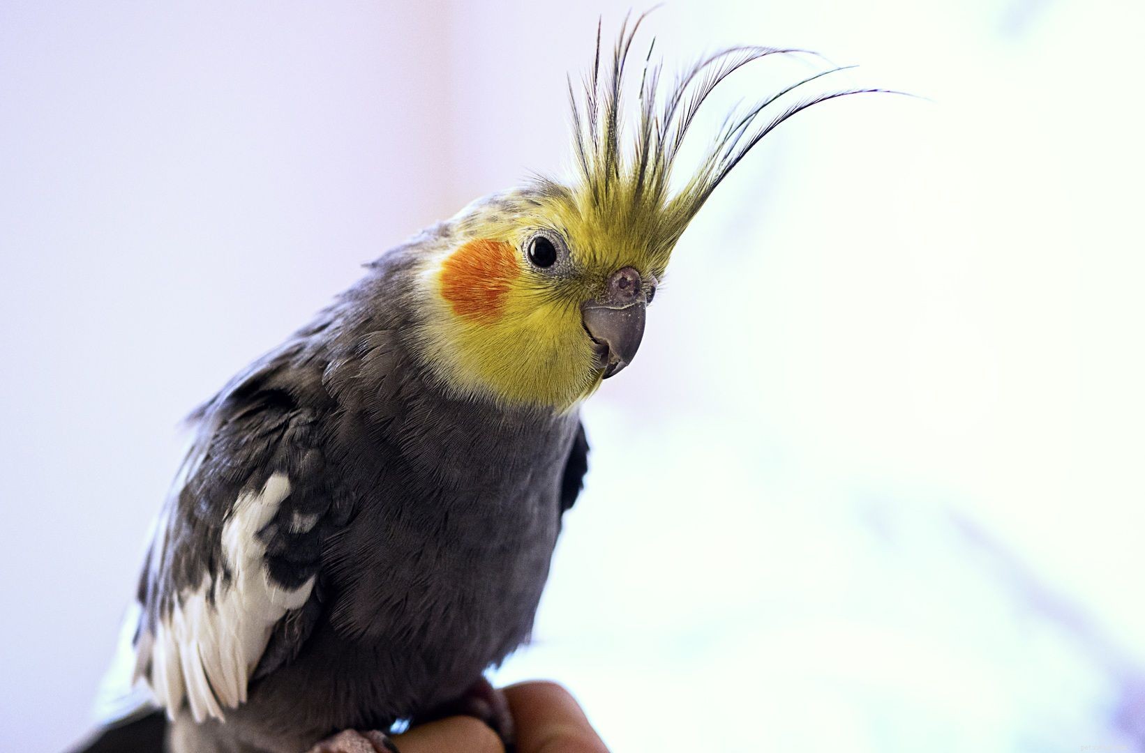 Discover the Top Small Parrot Breeds for Your Home