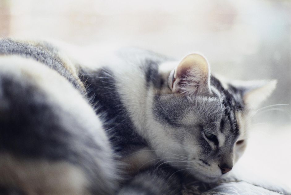 When to Say Goodbye to Your Cat: A Compassionate Guide