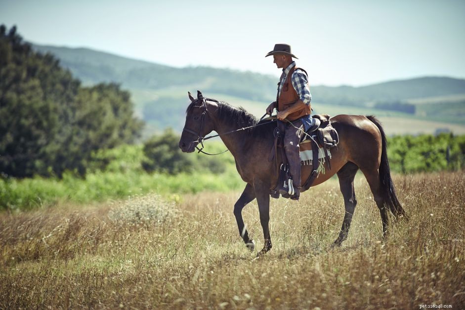 English vs Western Riding: Key Differences Explained