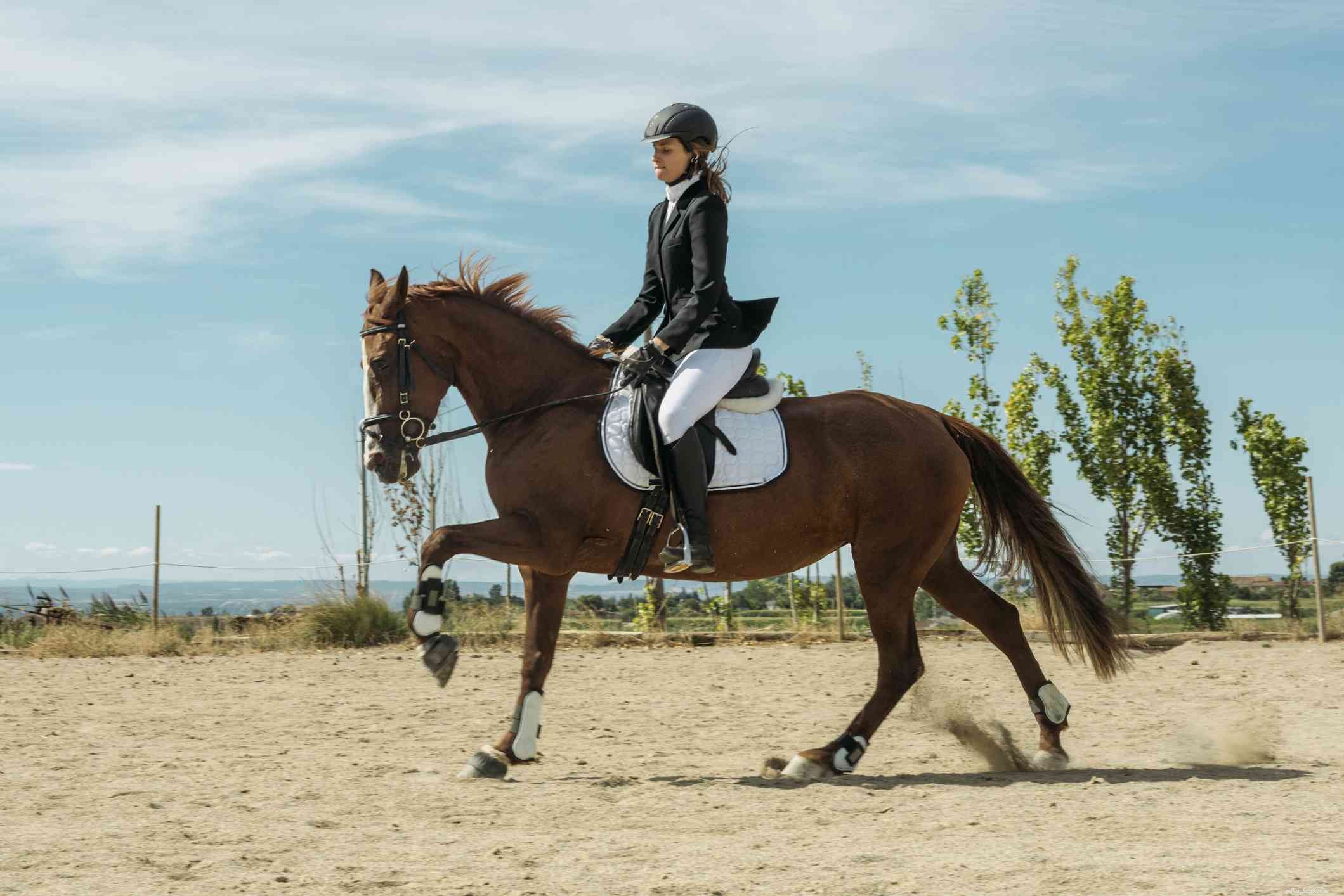 English vs Western Riding: Key Differences Explained