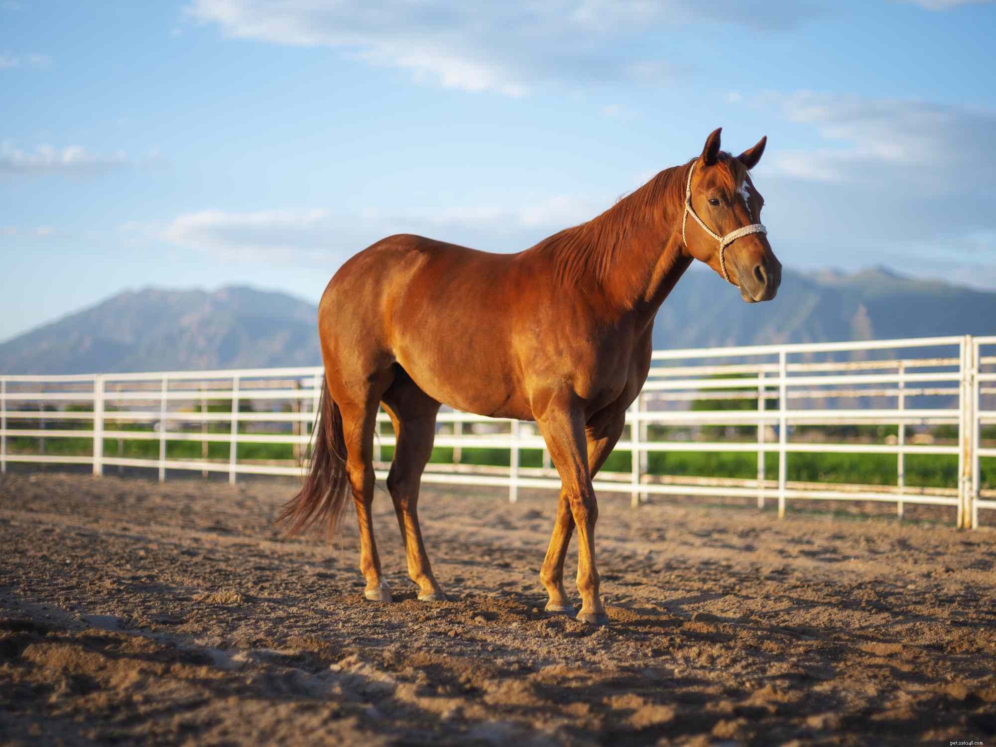 English vs Western Riding: Key Differences Explained