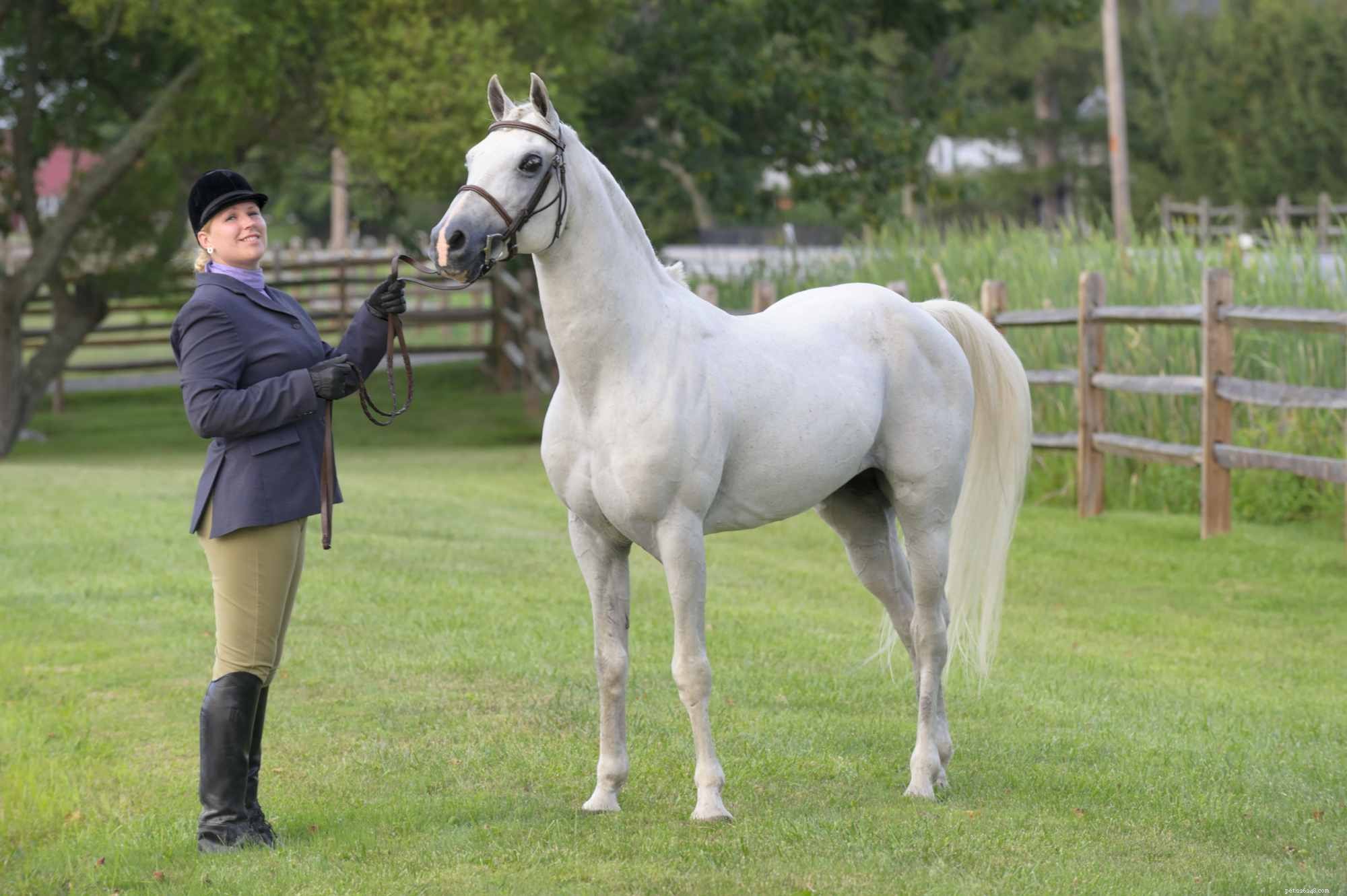 English vs Western Riding: Key Differences Explained
