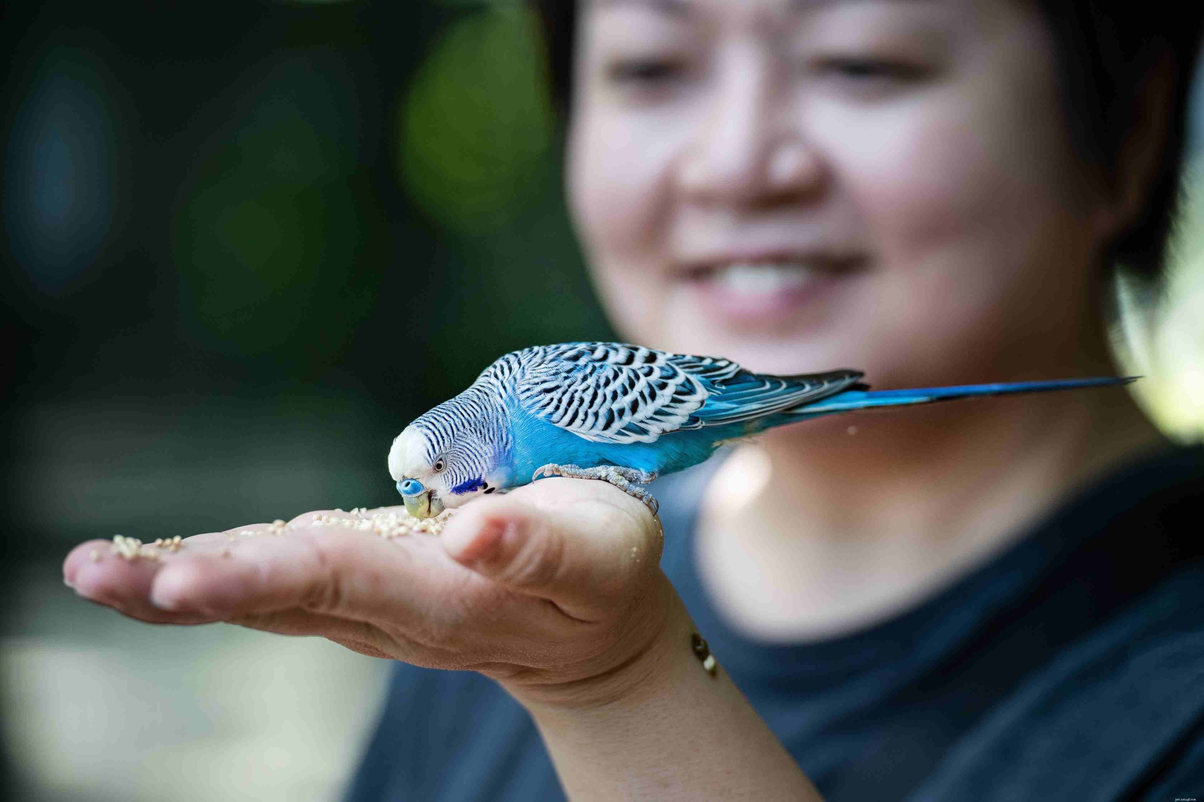 Parakeets vs Parrots: What You Need to Know