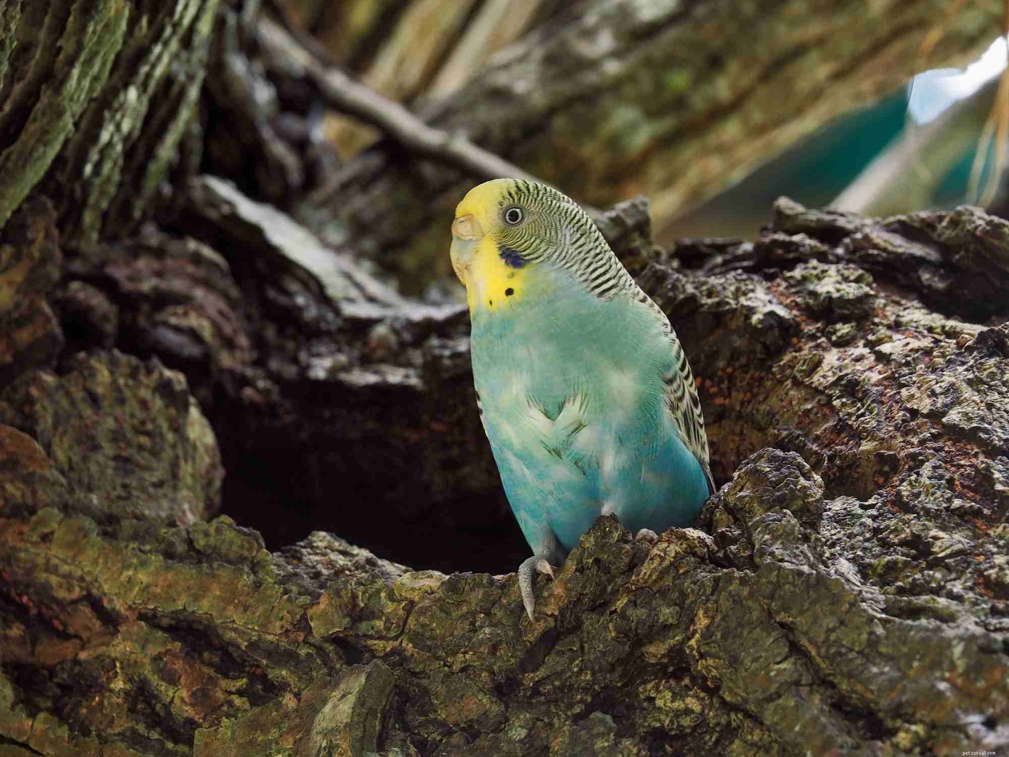 Parakeets vs Parrots: What You Need to Know